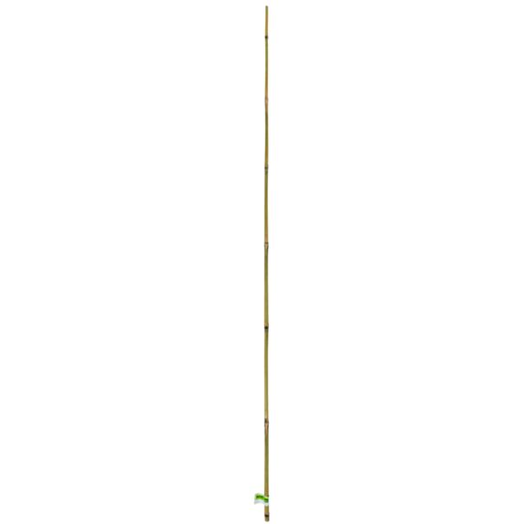 Tuteur bambou naturel lot 1 gencodé Ø 16/18mmx2,10m - INTERMAS