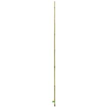 Tuteur bambou naturel lot 1 gencodé Ø 16/18mmx2,10m - INTERMAS